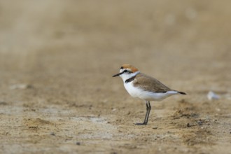 Kentish Plover (Charadrius alexandrinus) male, Greece