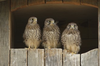 Common Kestrel (Falco tinnunculus) juvenile, Lower Saxony, Germany