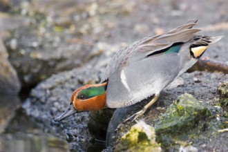 Green-winged Teal Anas crecca Seattle, Washington, United States 10 March Adult Male Anatidae