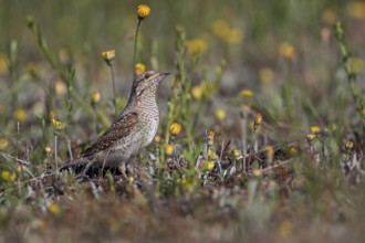 Eurasian Wryneck (Jynx torquilla), Saxony-Anhalt, Germany