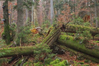 Deadwood in Primeval Forest Rothwald with autumn colors, Duerrenstein, Austria