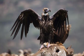 Cinereous Vulture (Aegypius monachus), Castile-La Mancha, Spain
