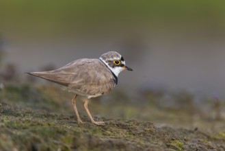 Little Ringed Plover (Charadrius dubius), North Rhine-Westphalia, Germany