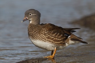 Mandarin Duck (Aix galericulata), Baden-Wuerttemberg, Germany