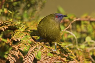 New Zealand Bellbird (Anthornis melanura), Stewart Island, New Zealand