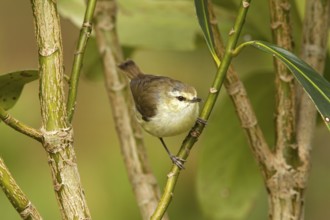 Chatham Gerygone (Gerygone albofrontata), Chatham Island, New Zealand