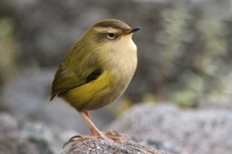 New Zealand Rockwren (Xenicus gilviventris) juvenile, South Island, New Zealand