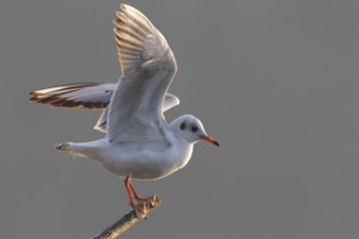 Black-headed Gull (Chroicocephalus ridibundus), North Rhine-Westphalia