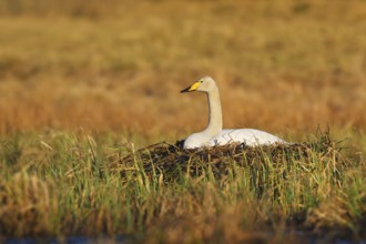 Whooper Swan (Cygnus cygnus) nest, Trollhaettan, Sweden