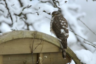 Eurasian Sparrowhawk (Accipiter nisus) male perched on a wooden partition wall in garden,