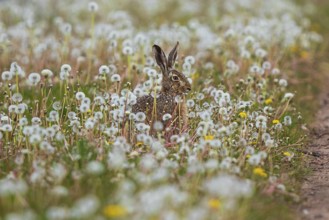 Feldhase (Lepus europaeus) sitzt in Wiese aus Löwenzahn (Taraxacum officinale), Schleswig-Holstein,