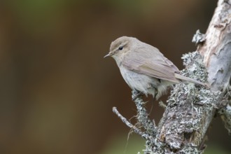 Siberian Chiffchaff - Taigazilpzalp - Phylloscopus tristis, Kazakhstan