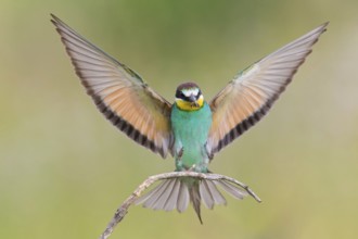 Bienenfresser, European Bee-eater, Bee-Eater, European Bee Eater, Merops apiaster, Guêpier