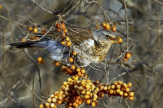 Fieldfare (Turdus pilaris) feeding on berries of Common sea buckthorn (Hippophae rhamnoides),