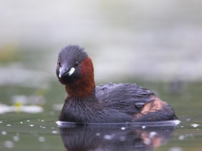Little Grebe (Tachybaptus ruficollis), Mecklenburg-Western Pomerania, Germany