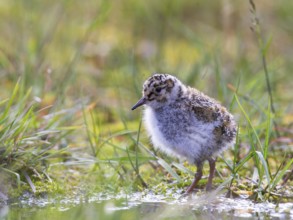 Purple Sandpiper (Calidris maritima) chick, Spitsbergen, Norway