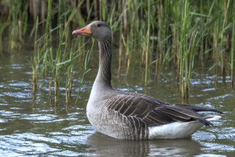 Greylag Goose (Anser anser) standing in water, Mecklenburg-Western Pomerania, Germany