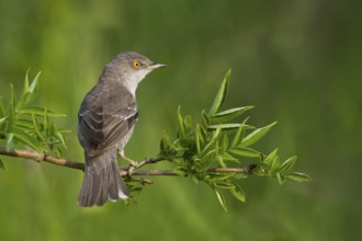Barred Warbler - Sperbergrasmücke - Sylvia nisoria ssp. nisoria, Austria, adult male