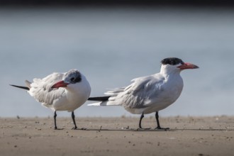 Caspian Tern (Hydroprogne caspia) on beach, Senegal