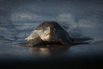 Olive Ridley sea turtles (Lepidochelys olivacea) return to the Costa Rican beaches where they
