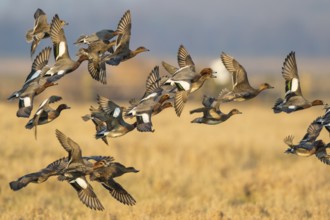 Eurasian Wigeon (Mareca penelope) group flying, Netherlands