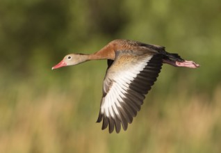 Black-bellied Whistling Duck (Dendrocygna autumnalis) flying, Florida, USA