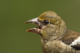 Hawfinch (Coccothraustes coccothraustes) juvenile calling, Utrecht, Netherlands