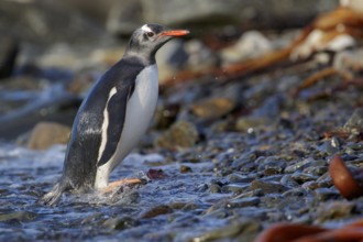 Gentoo Penguin (Pygoscelis papua) perched on a rocky beach on South Georgia Island
