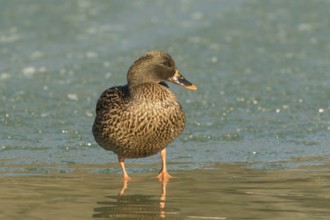 Mallard (Anas platyrhynchos) female on ice, Bavaria, Germany