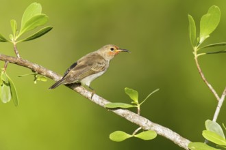 Red-headed Myzomela (Myzomela erythrocephala) female, Northern Territory, Australia