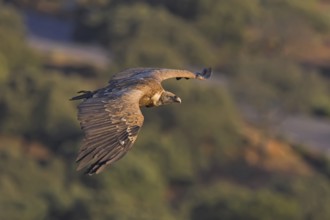 Griffon Vulture (Gyps fulvus), Extremadura, Spain