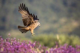 Black Kite (Milvus migrans) landing, Madrid, Spain