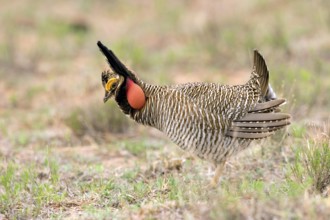 Lesser Prairie-Chicken Tympanuchus pallidicinctus Milnesand, New Mexico, United States 11 May Adult