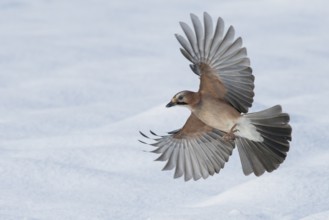 Eurasian Jay (Garrulus glandarius) flying, Lower Saxony, Germany