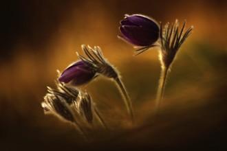Evening light photo with beautiful flower pasque flower. Sunset in the nature. Orange light with