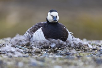 White-fronted Goose (Branta leucopsis), Geese (Anseriformes), breeding on the nest, Aventdalen,