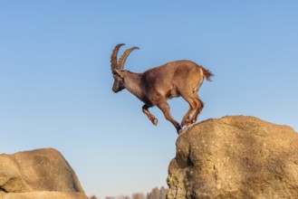 A male ibex (Capra ibex) leaps from rock to rock in the warm evening light. A blue sky can be seen
