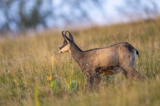 Chamois (Rupicapra rupicapra) on a meadow in the Vosges Mountains, wildlife, France