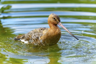 Lapwing sitting quietly in the water, natural light reflections on the surface, black-tailed godwit