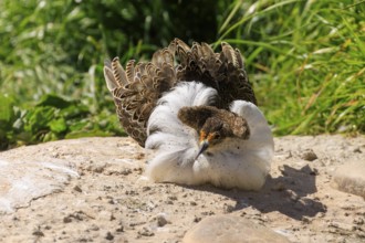 A bird lies relaxed on the ground in the sun, with beautifully coloured feathers, ruff (Calidris