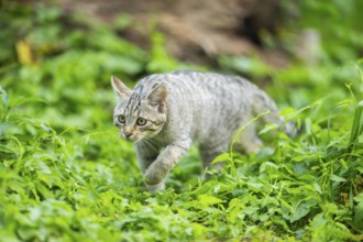 European wildcat (Felis silvestris silvestris) on an old tree trunk, Hesse, Germany