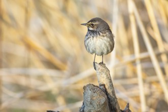 Bluethroat (Luscinia svecica cyanecula) wbl Germany