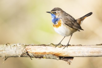 Bluethroat (Luscinia svecica cyanecula) ml Germany