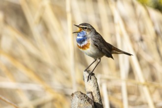 Bluethroat (Luscinia svecica cyanecula) ml Germany