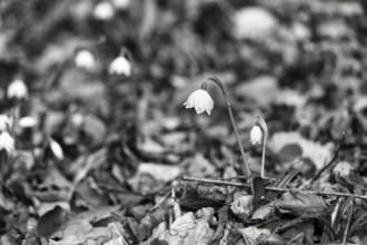 Spring knot flower (Leucojum vernum), spring snowflake on the forest floor, deciduous forest,