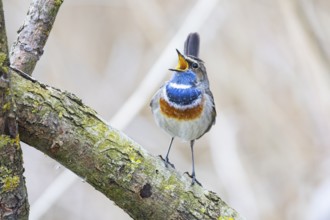 Bluethroat (Luscinia svecica cyanecula) ml Germany