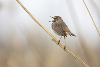 Bluethroat (Luscinia svecica cyanecula) ml Germany