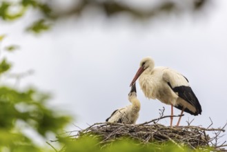 White stork (Ciconia ciconia) in the eyrie, young bird begging for food, birds, Affenberg Salem,