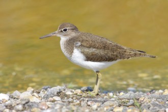 Common sandpiper (Actitis hypoleucos) looking for food at the edge of a body of water, wildlife,