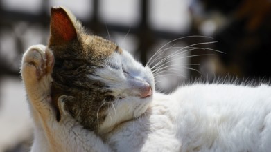 White-brown cat relaxing while licking her paw, Kalithea, cat station, Rhodes, Dodecanese, Greek